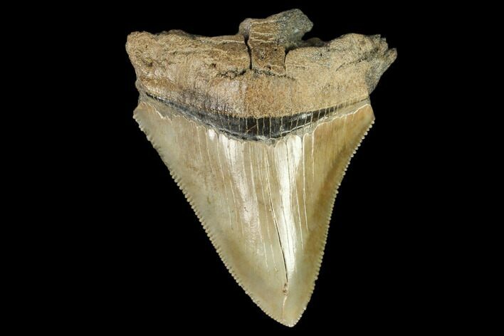 Serrated, Fossil Megalodon Tooth #125334